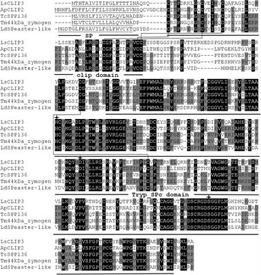 Clip-Domain Serine Protease Gene (LsCLIP3) Is Essential for Larval–Pupal Molting and Immunity in Lasioderma serricorne